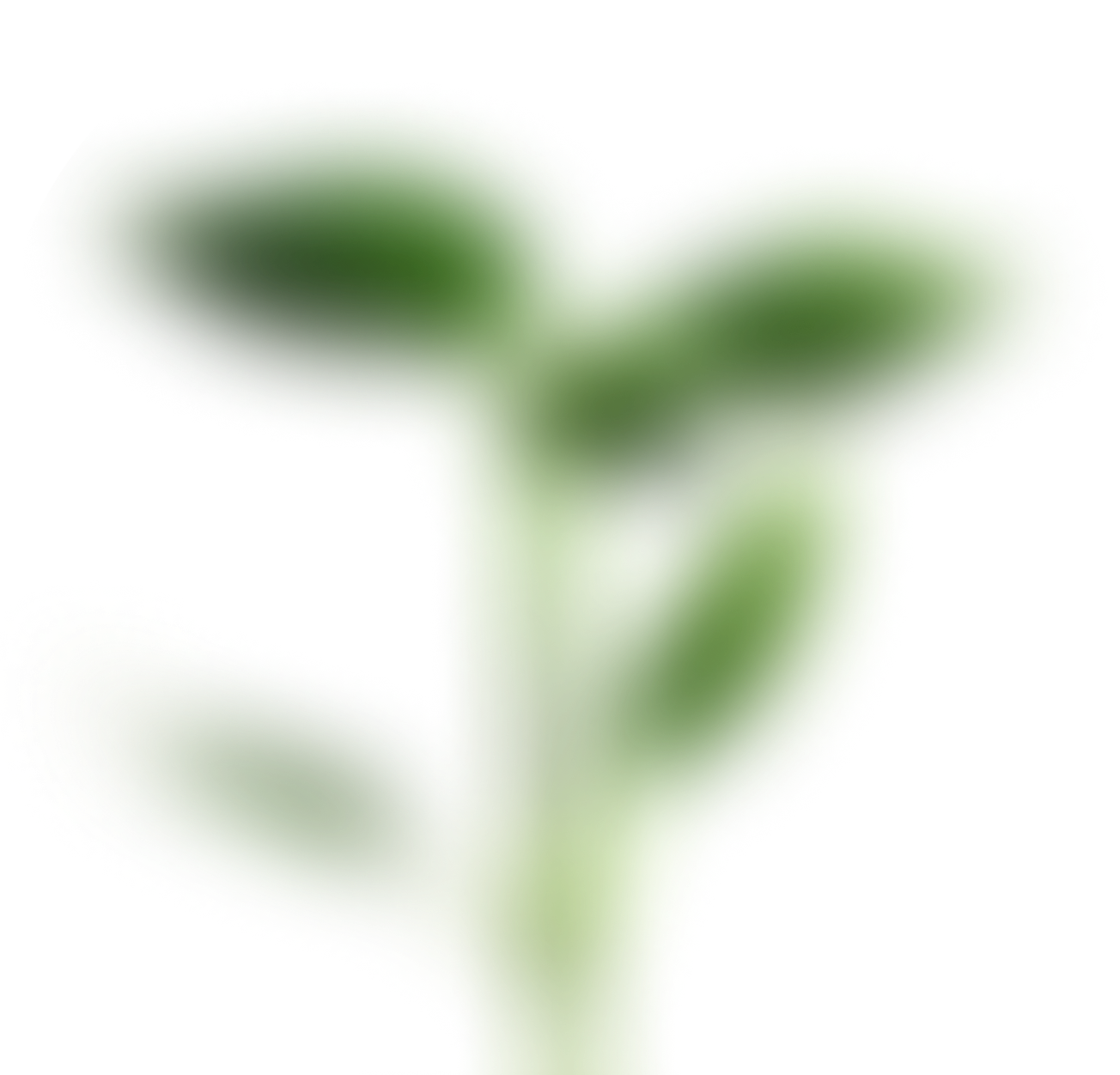 Plant Isolated